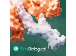 Recombinant FcγR and FcRn Proteins - Sino Biological - Life Sciences