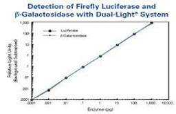 Dual-Light® Combined Reporter Gene Assay System for Detection of Luciferase and beta-Galactosidase - Thermo Fisher Scientific - Life Sciences