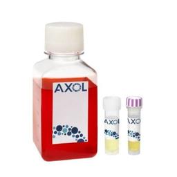 axoCells™ Human iPSC-Derived Striatal Neuron Media and Supplement kit - Axol Bioscience - Life Sciences