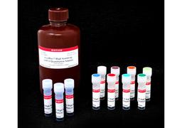 AccuBlue® High Sensitivity dsDNA Quantitation Kit with DNA Standards - Biotium - Life Sciences