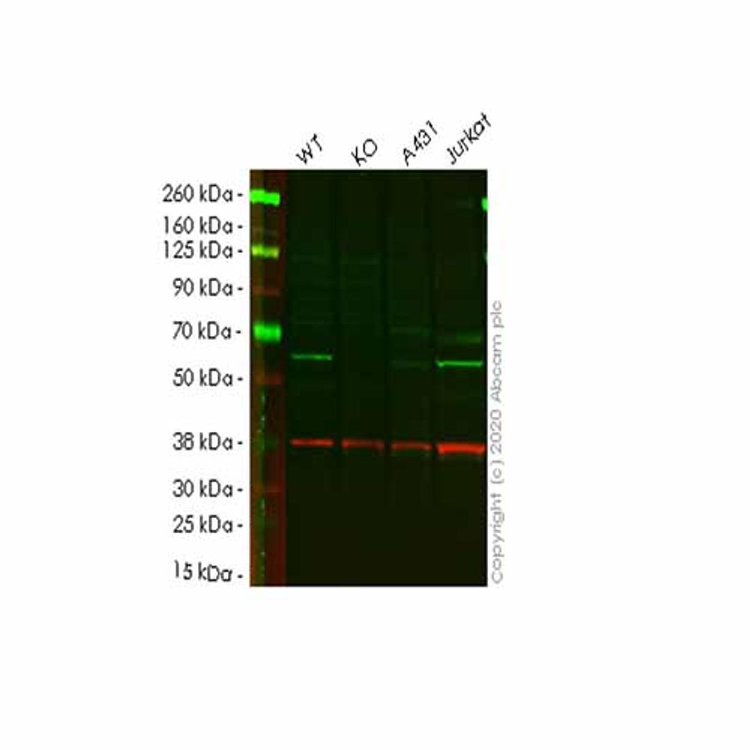 Human PPP5C (PP-T) knockout HEK293T cell line - Abcam plc - Life Sciences