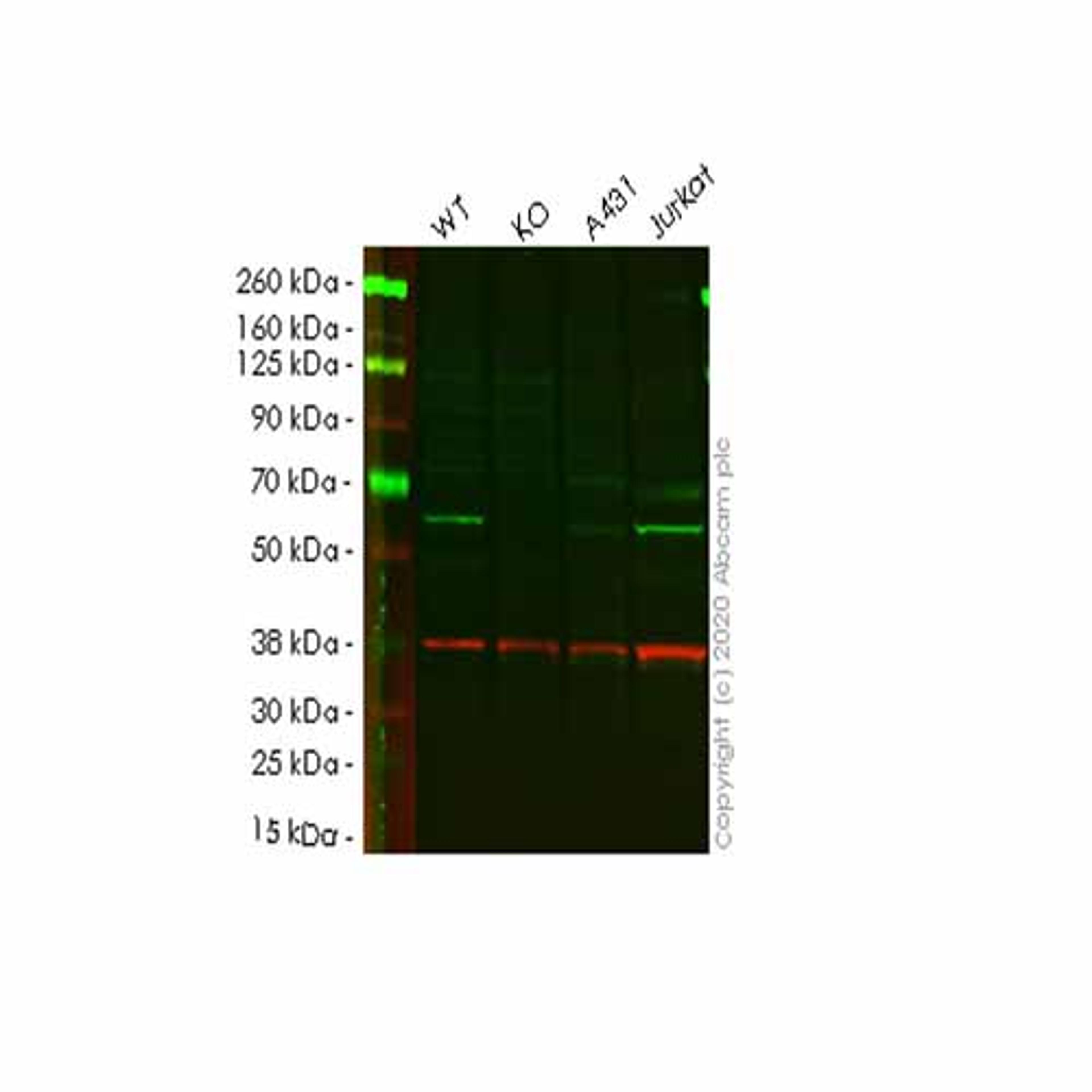 Human PPP5C (PP-T) knockout HEK293T cell line - Abcam plc - Life Sciences