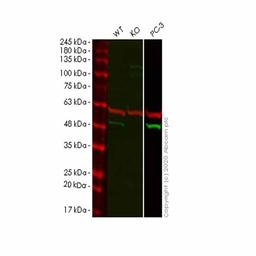Human SPOP knockout HeLa cell line - Abcam plc - Life Sciences