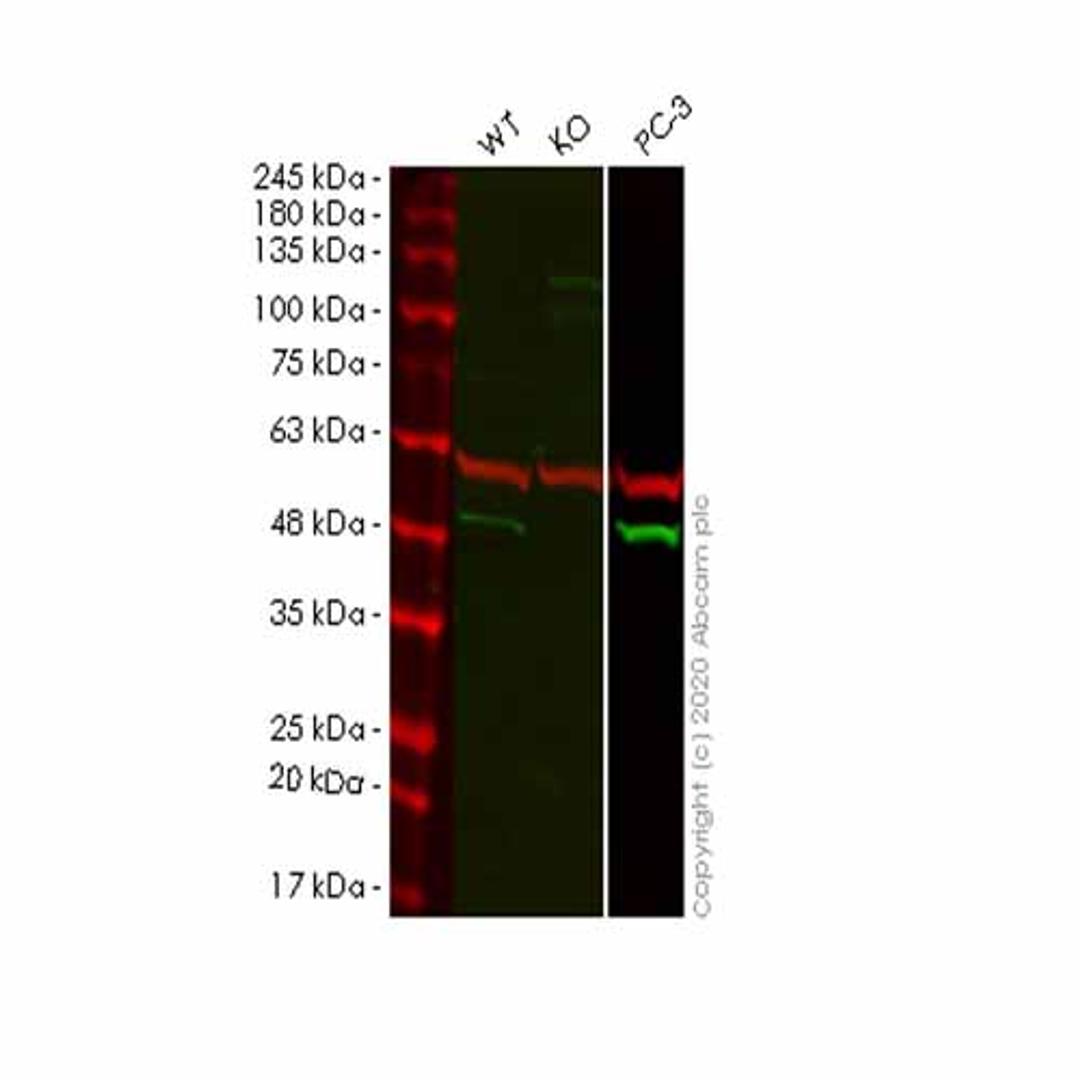 Human SPOP knockout HeLa cell line - Abcam plc - Life Sciences