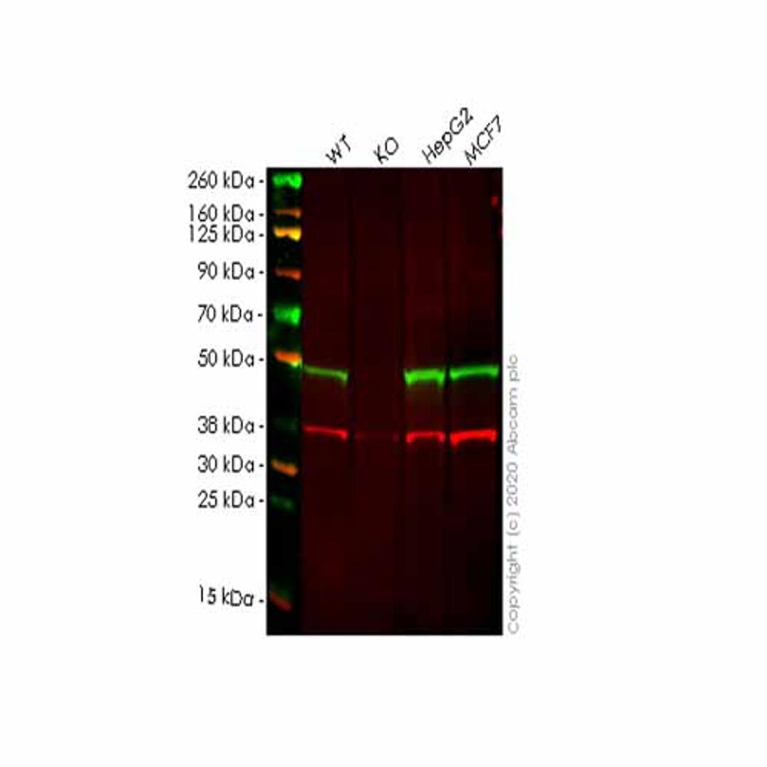 Human ERGIC3 knockout HEK293T cell line - Abcam plc - Life Sciences