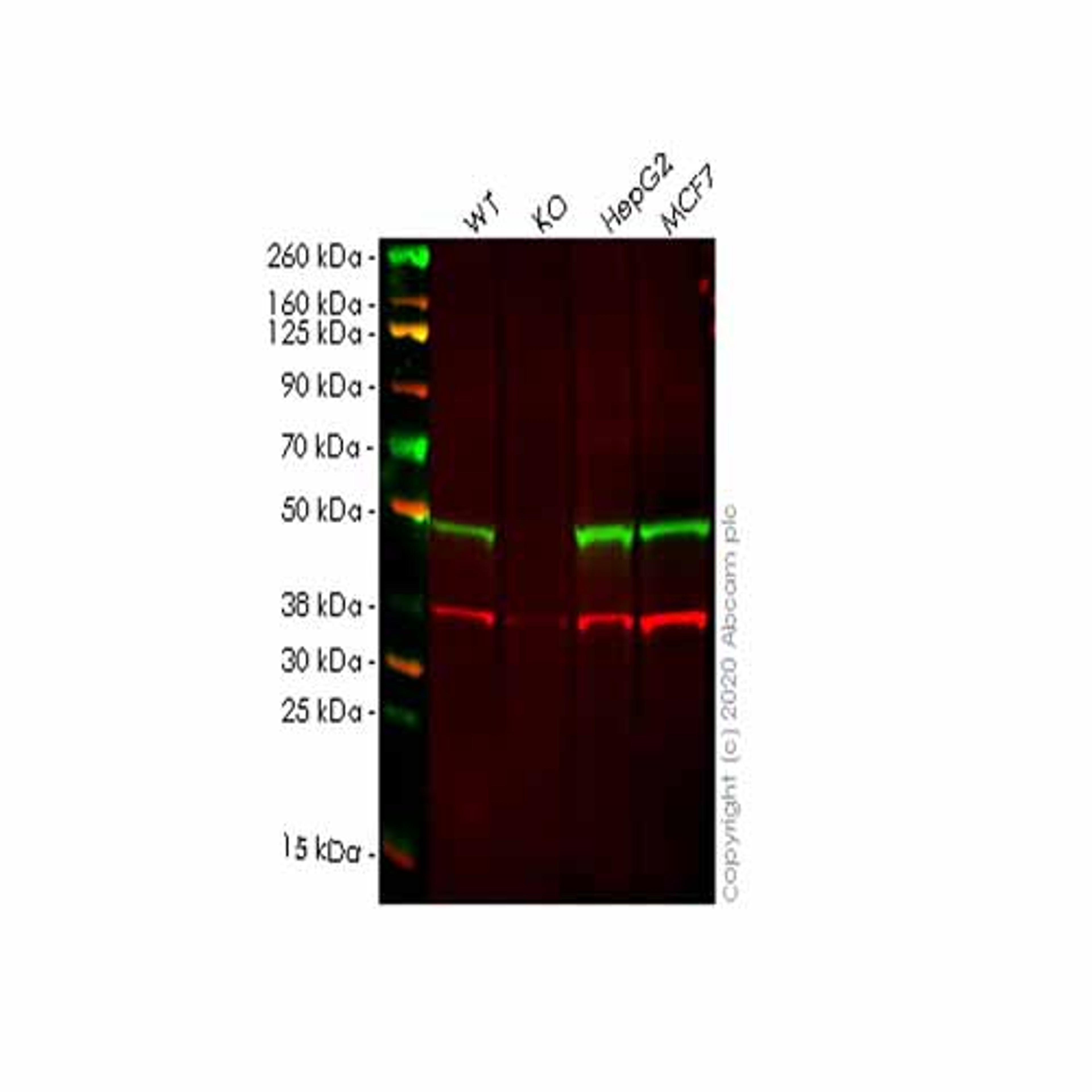 Human ERGIC3 knockout HEK293T cell line - Abcam plc - Life Sciences