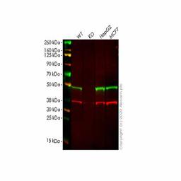 Human ERGIC3 knockout HEK293T cell line - Abcam plc - Life Sciences