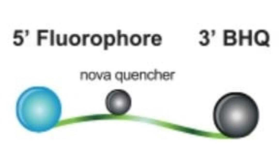 BHQnova™ Probes - LGC Biosearch Technologies - Life Sciences