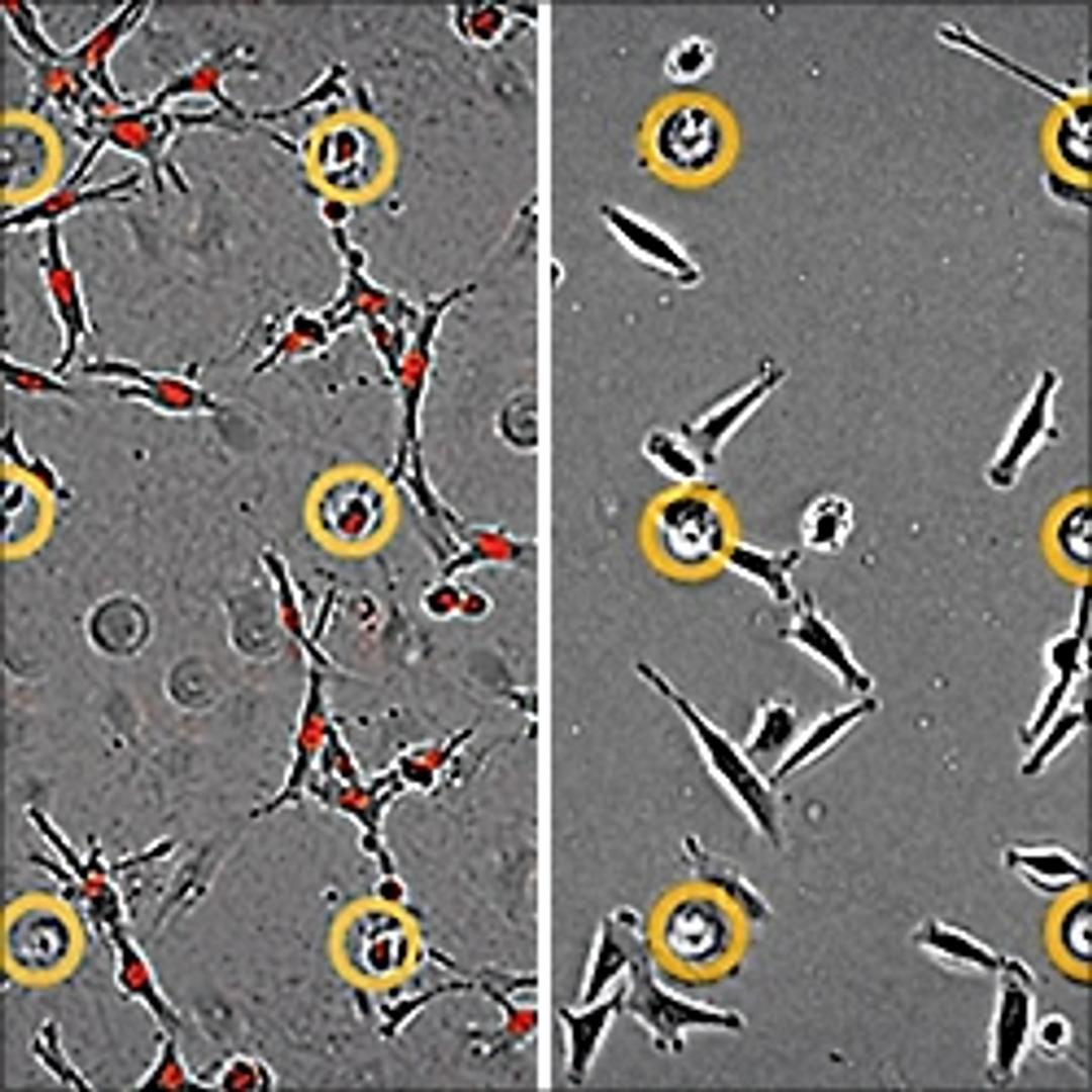 Incucyte® Chemotaxis Cell Invasion & Migration Software - Sartorius Group - Life Sciences