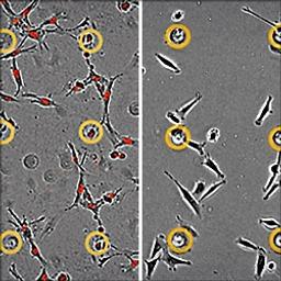 Incucyte® Chemotaxis Cell Invasion & Migration Software - Sartorius Group - Life Sciences