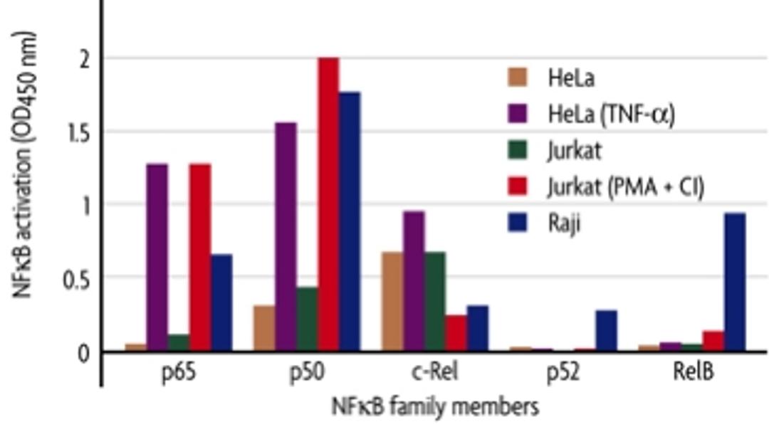 TransAM® NFκB Transcription Factor Binding Assays, Family Kit - Active Motif - Life Sciences
