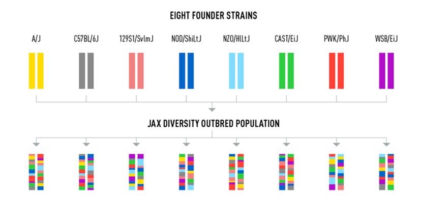 Diagram showing how The Jackson Laboratory’s Diversity Outbred (DO) mouse strain breeds together eight strains of mice to ensure genetic diversity