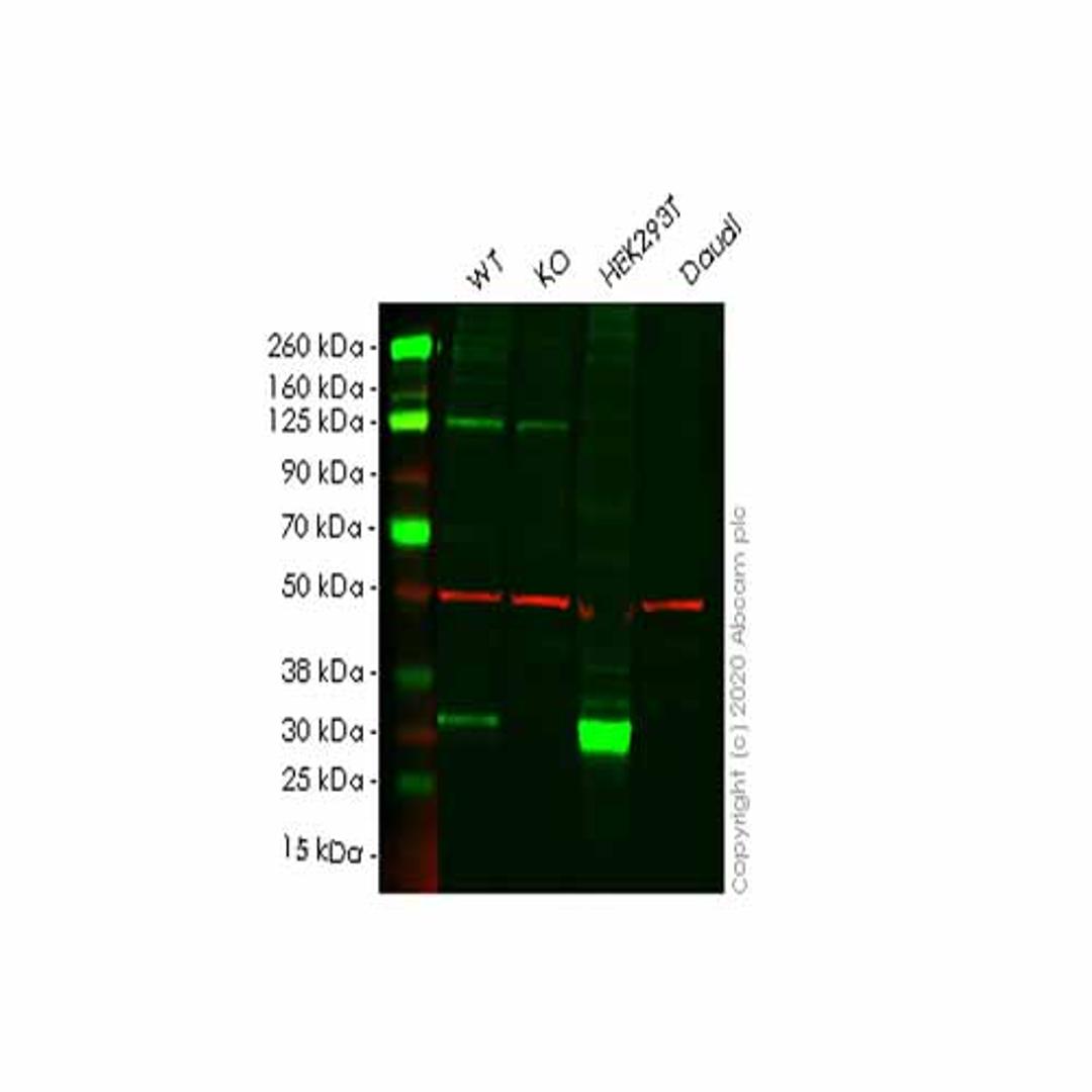 Human FHL1 knockout HeLa cell line - Abcam plc - Life Sciences