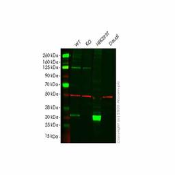Human FHL1 knockout HeLa cell line - Abcam plc - Life Sciences