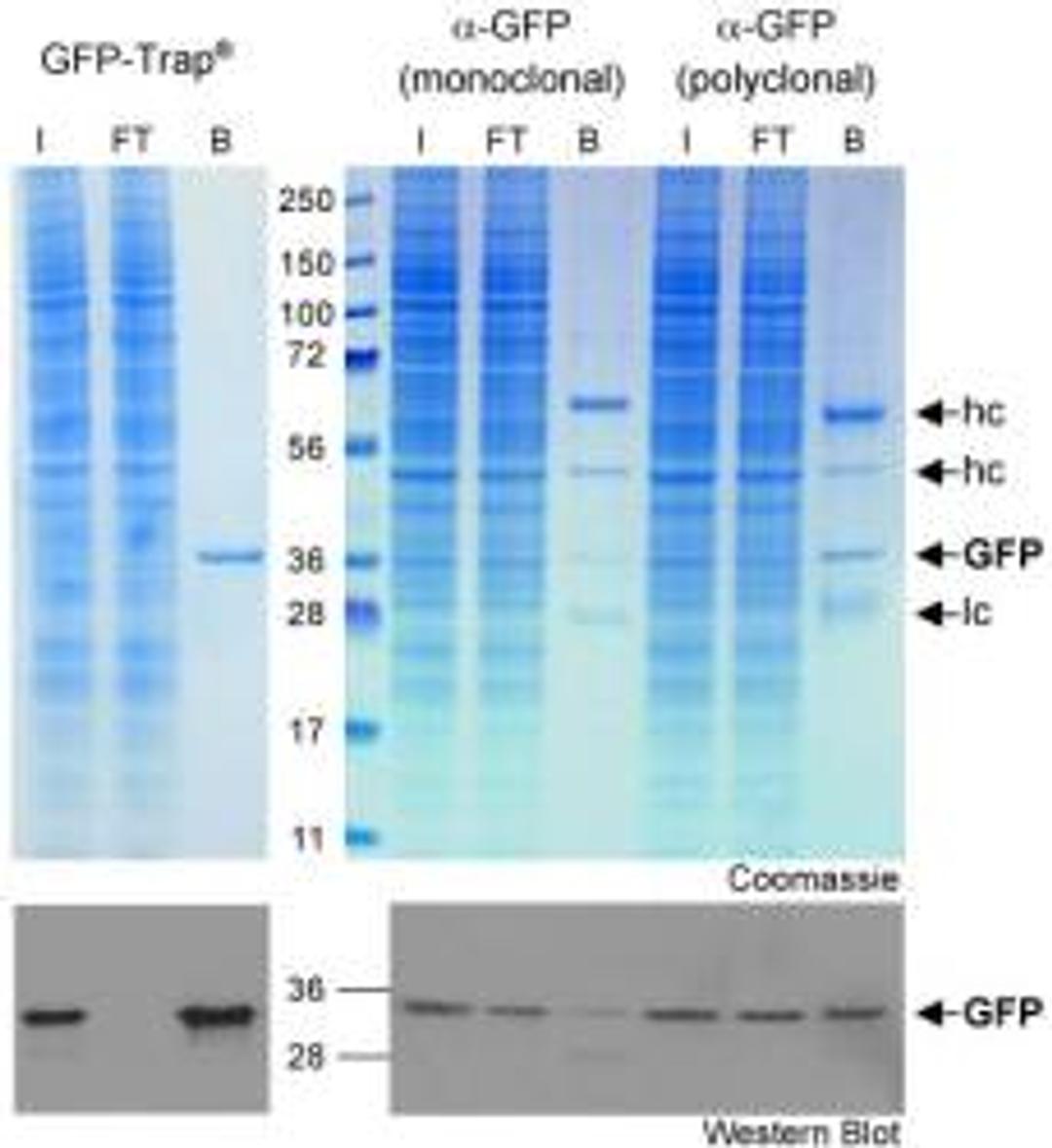 GFP-Trap® - Chromotek GmbH - Life Sciences
