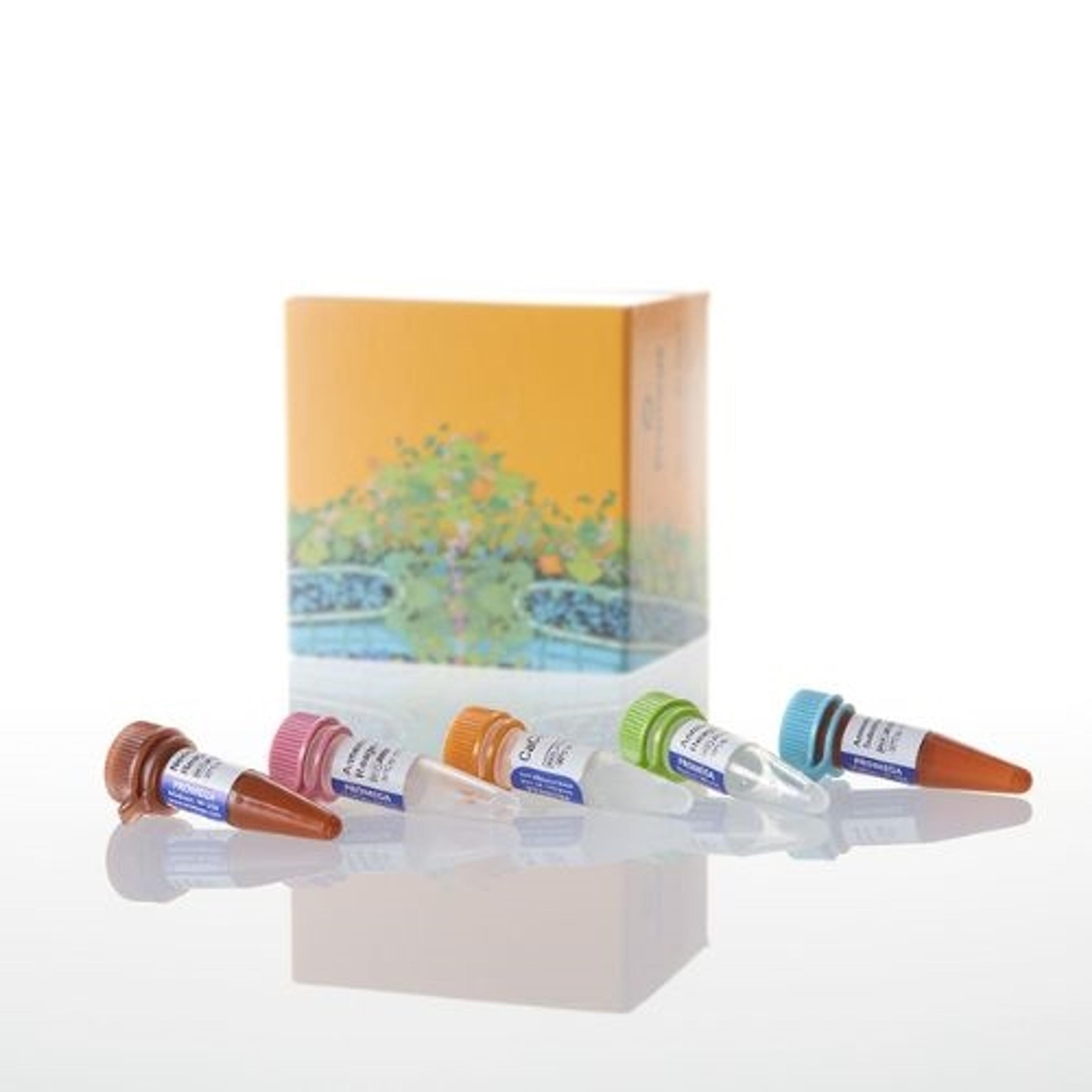 RealTime-Glo™ Annexin V Apoptosis and Necrosis Assay - Promega Corp. - Life Sciences