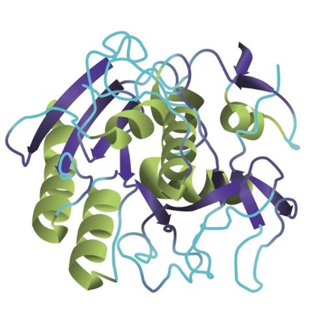 Proteinase K from Tritirachium album ELEVATE, buffered aqueous glycerol solution, ≥800 units/ml - Merck - Separations