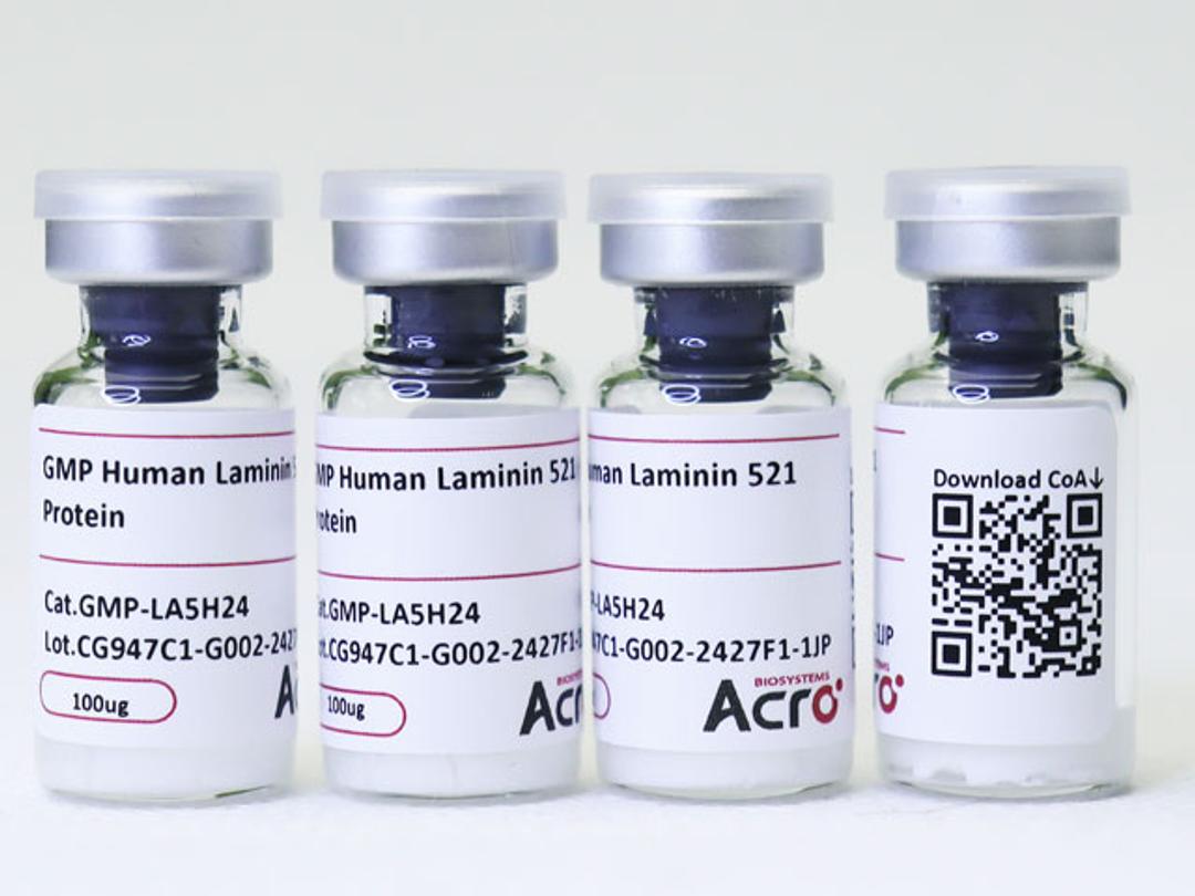 GMP Human Laminin 521 Protein - ACROBiosystems - Drug discovery > Drug Manufacturing