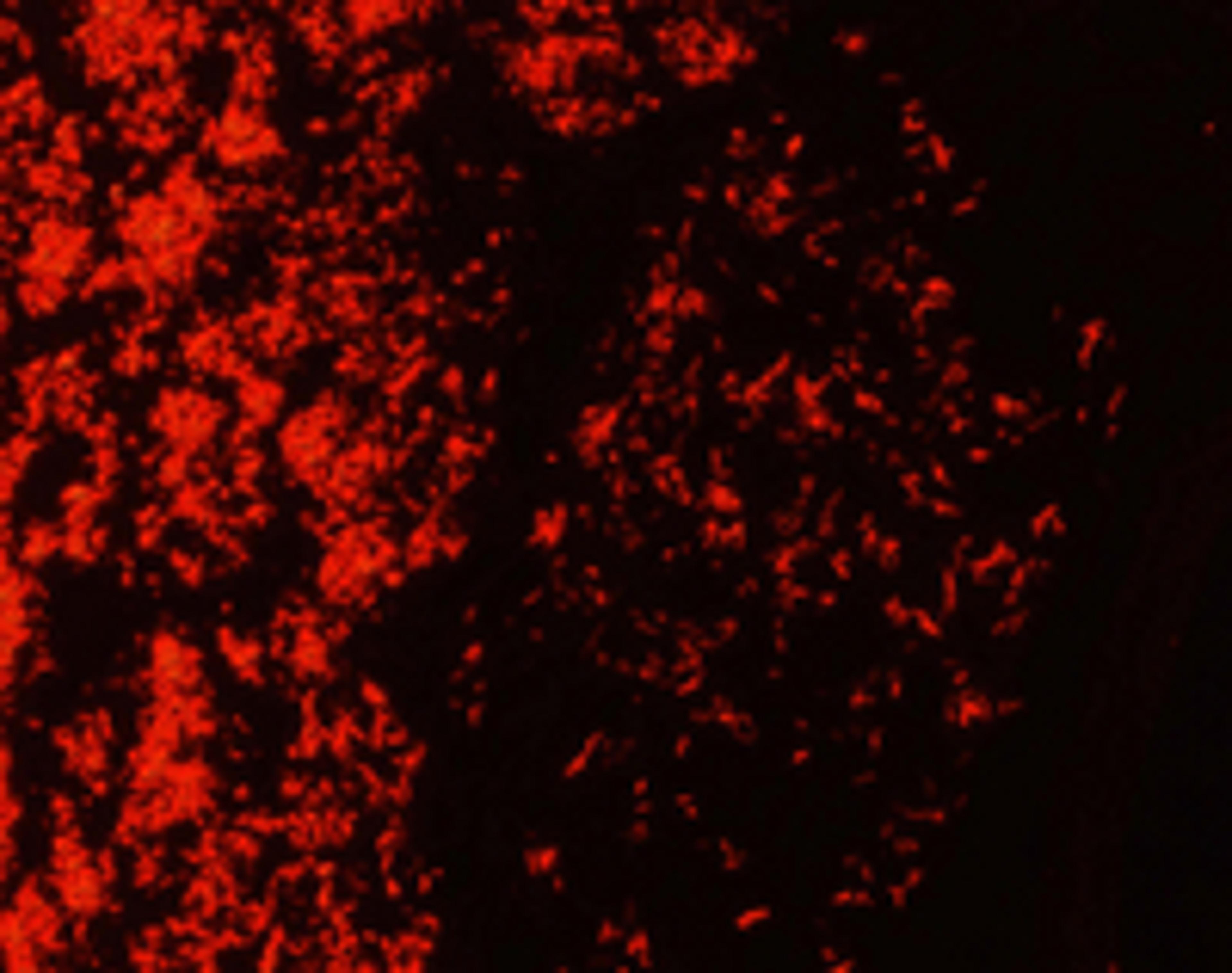 TB-Fluor phenol-free - Merck KGaA, Darmstadt, Germany - Clinical Diagnostics