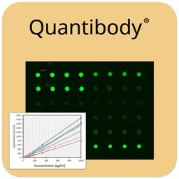 Human Cytokine Array Q1200 - RayBiotech Inc. - Life Sciences