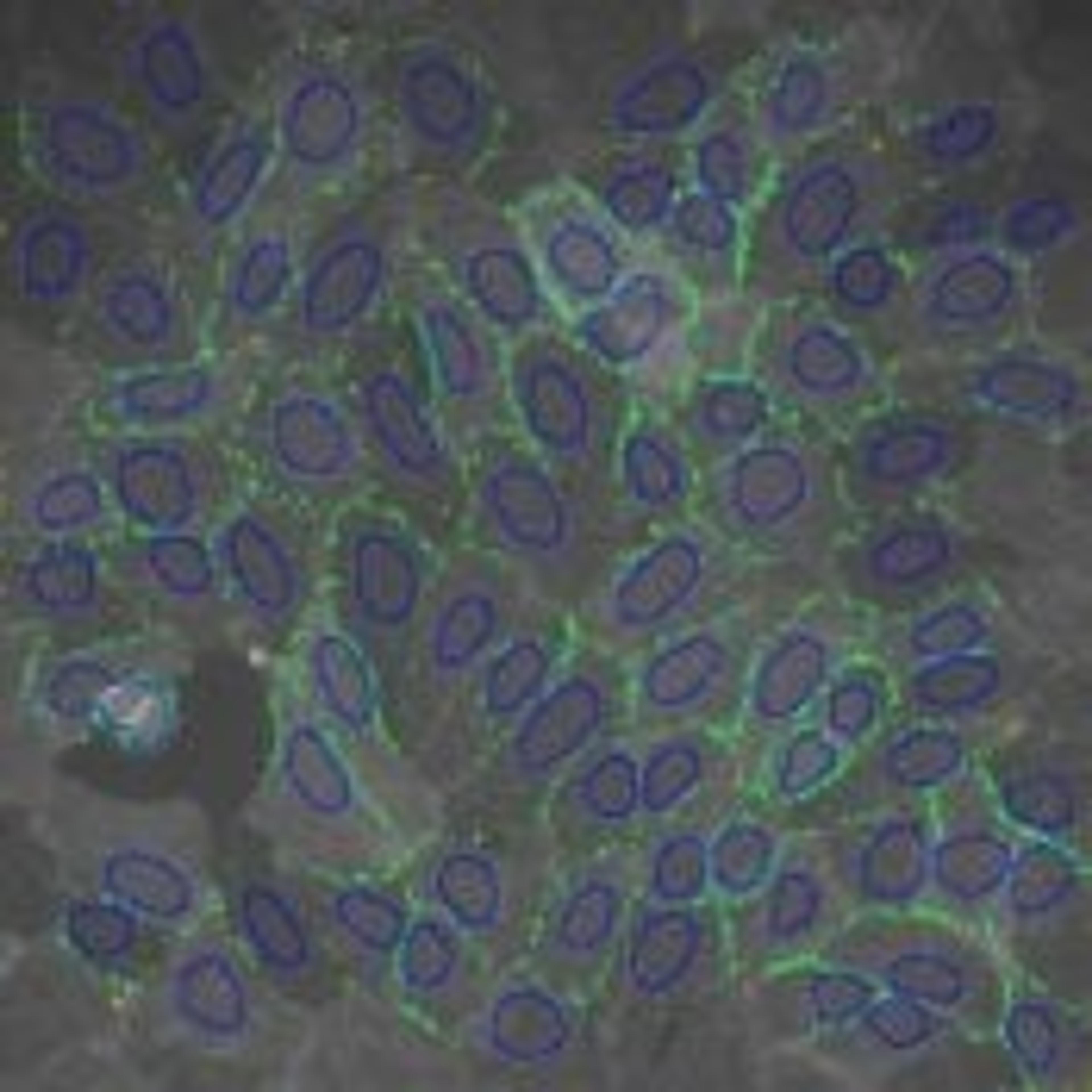GPCR Signaling V2 Image Analysis BioApplication - null - Life Sciences