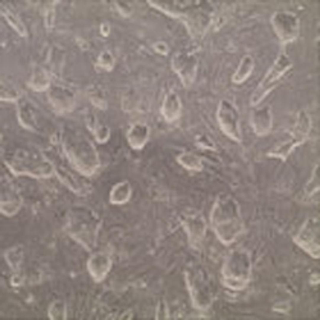 Mouse Embryonic Fibroblasts - Merck - Life Sciences