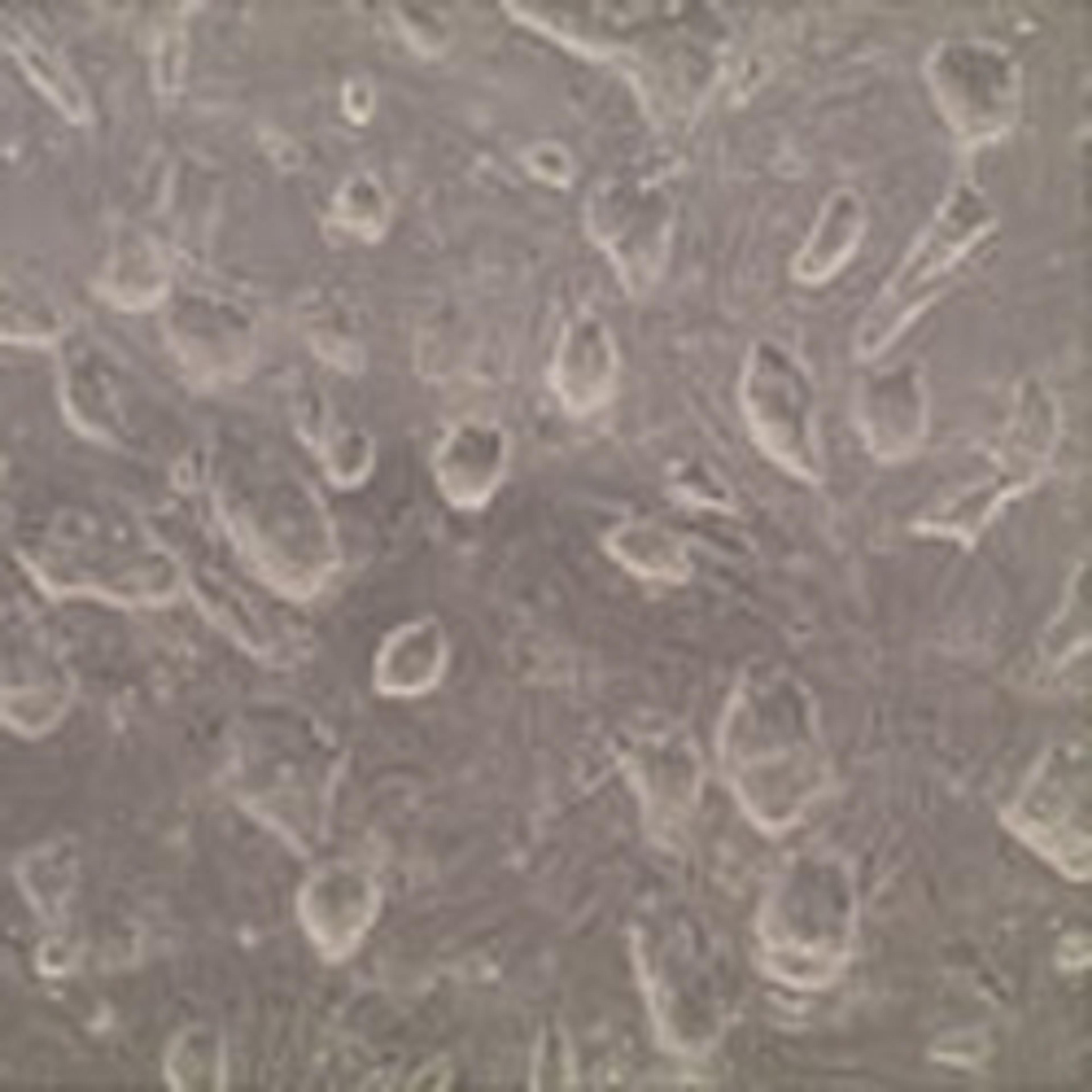 Mouse Embryonic Fibroblasts - Merck - Life Sciences