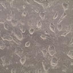 Mouse Embryonic Fibroblasts - Merck - Life Sciences