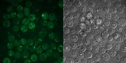 Cell stained with Pan Caspase apoptosis assay, microscopy
