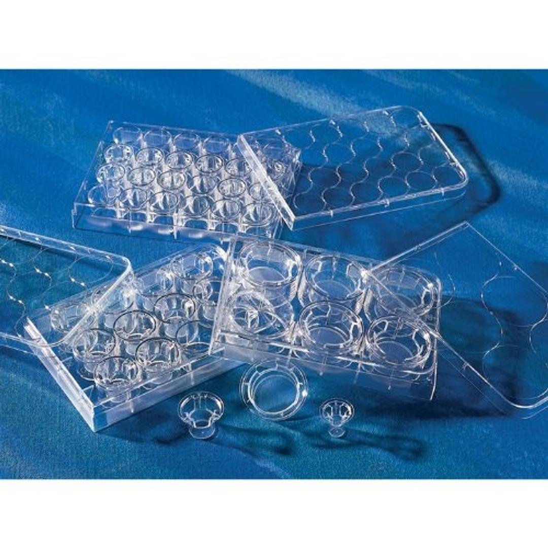 6.5 mm Transwell® with 8.0 µm Pore Polyester Membrane Insert, Sterile - Corning Life Sciences - Life Sciences