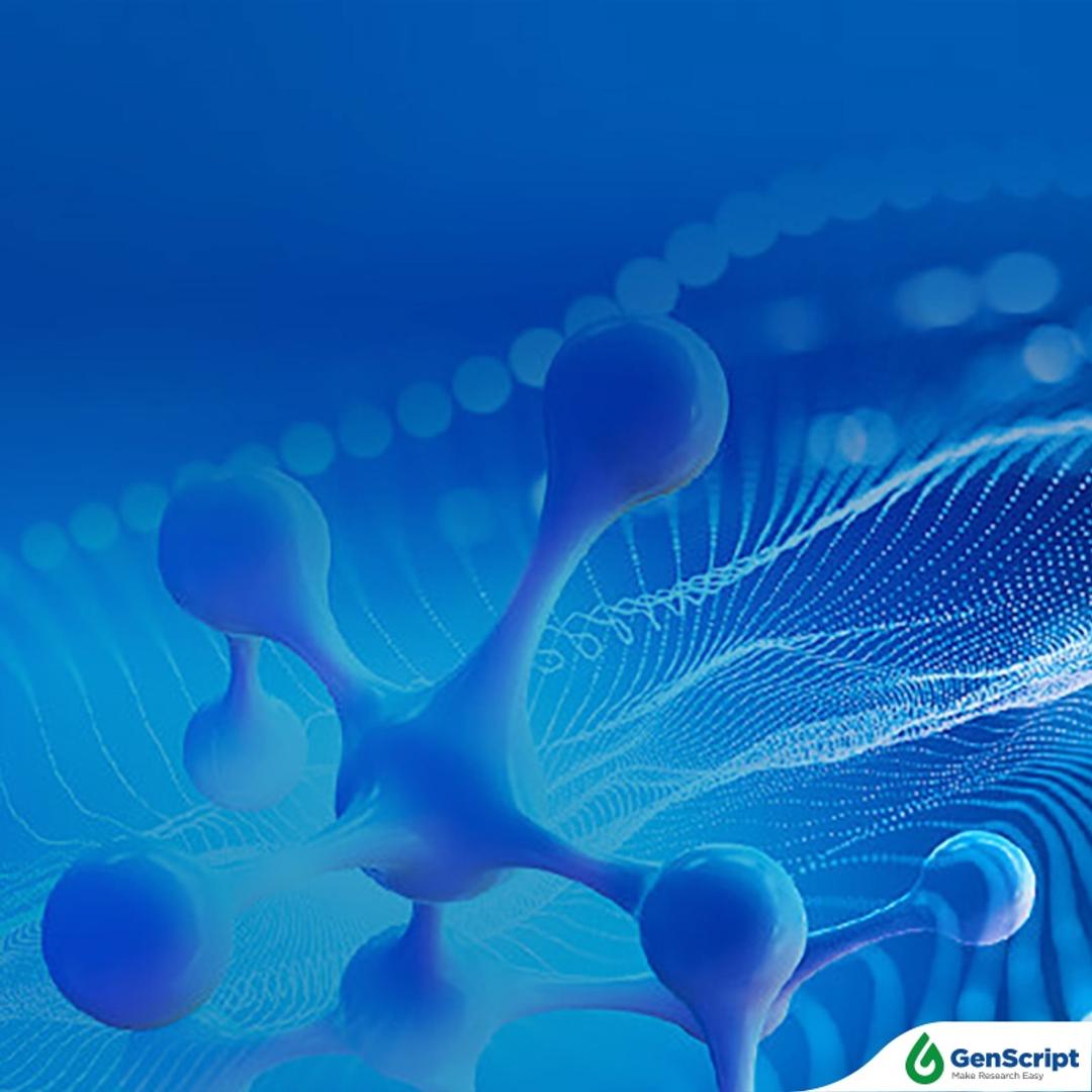 Custom peptide Service - GenScript - Drug Discovery & Development