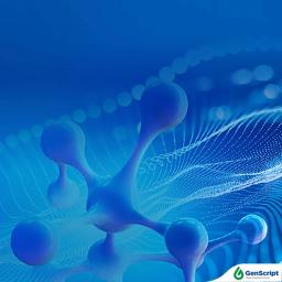 Custom peptide Service - GenScript - Drug Discovery & Development