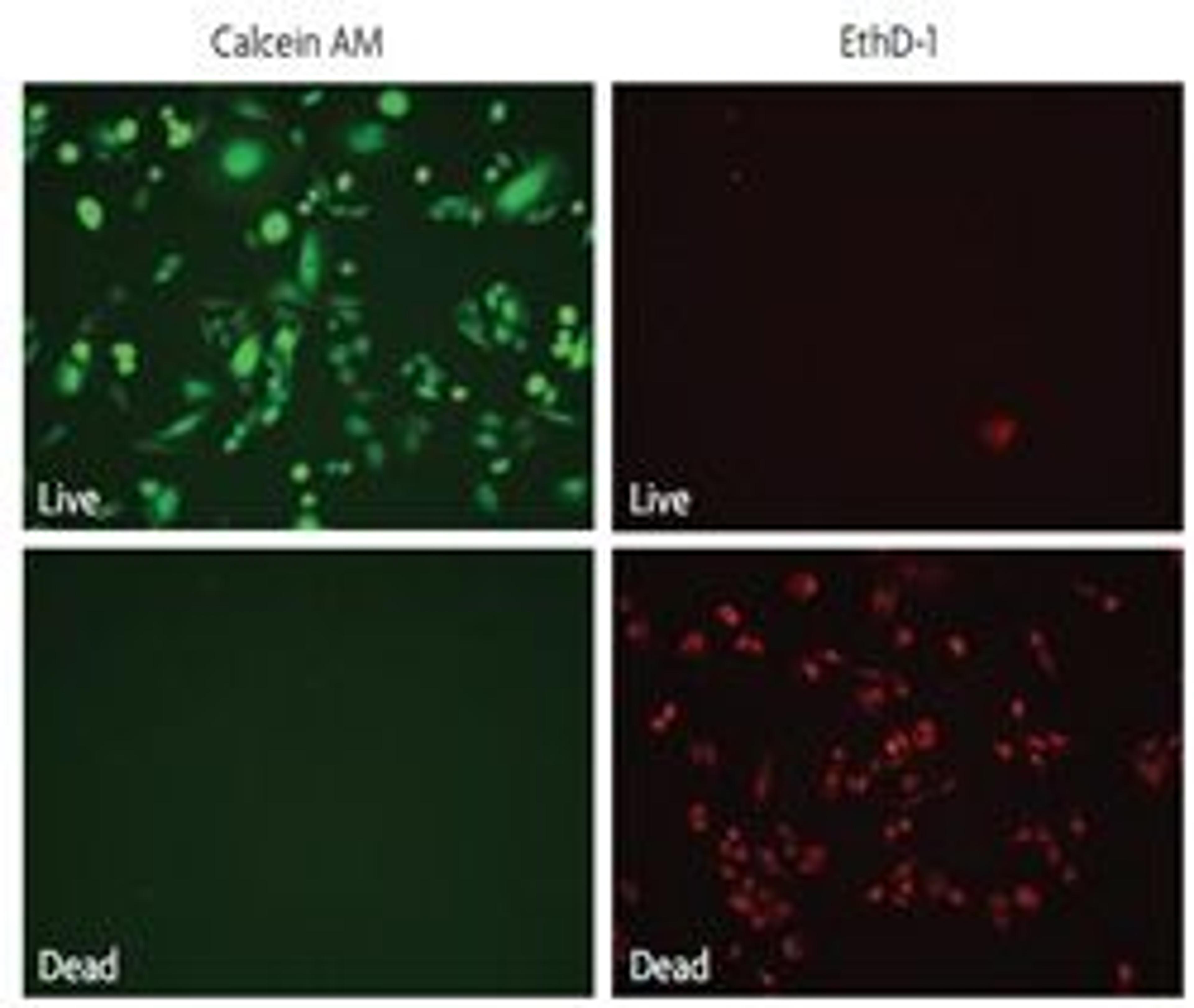 ToxCount™ - Active Motif - Life Sciences