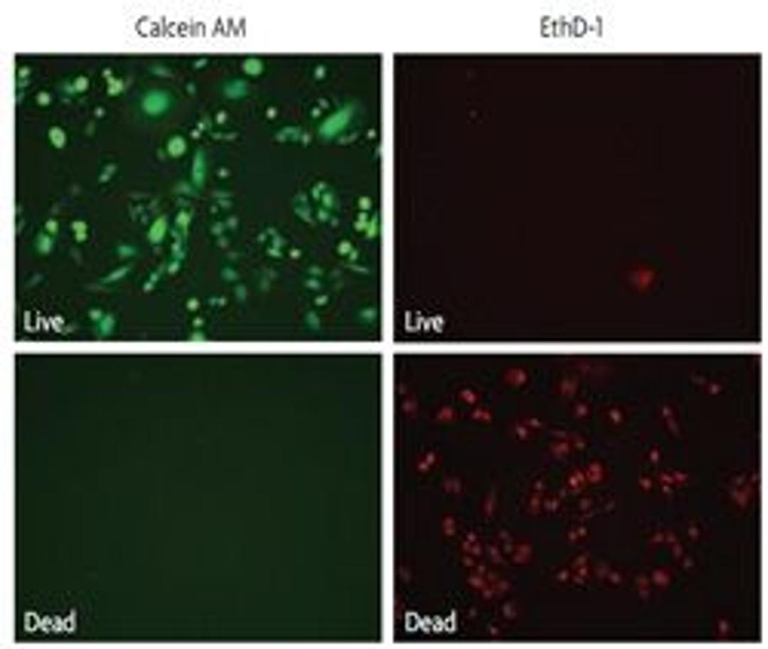 ToxCount™ - Active Motif - Life Sciences
