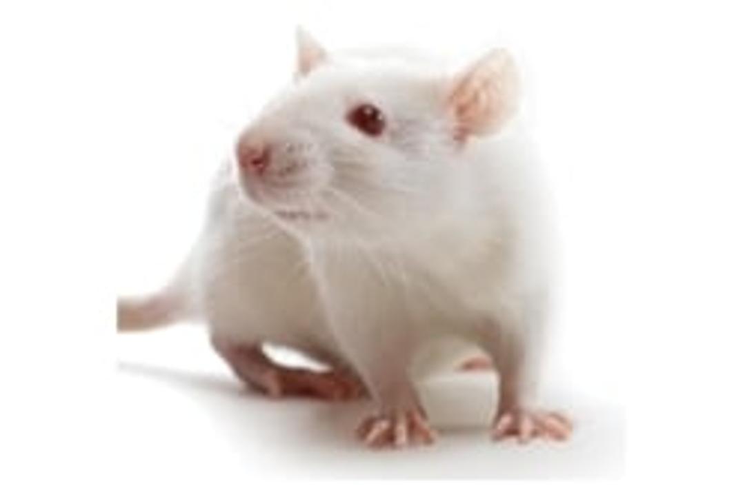 Charles River Customized Model Service - Charles River - Drug discovery > Pre-Clinical Development