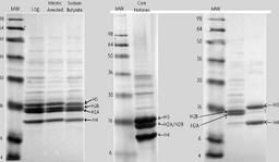 Histone Purification Kit - Active Motif - Life Sciences