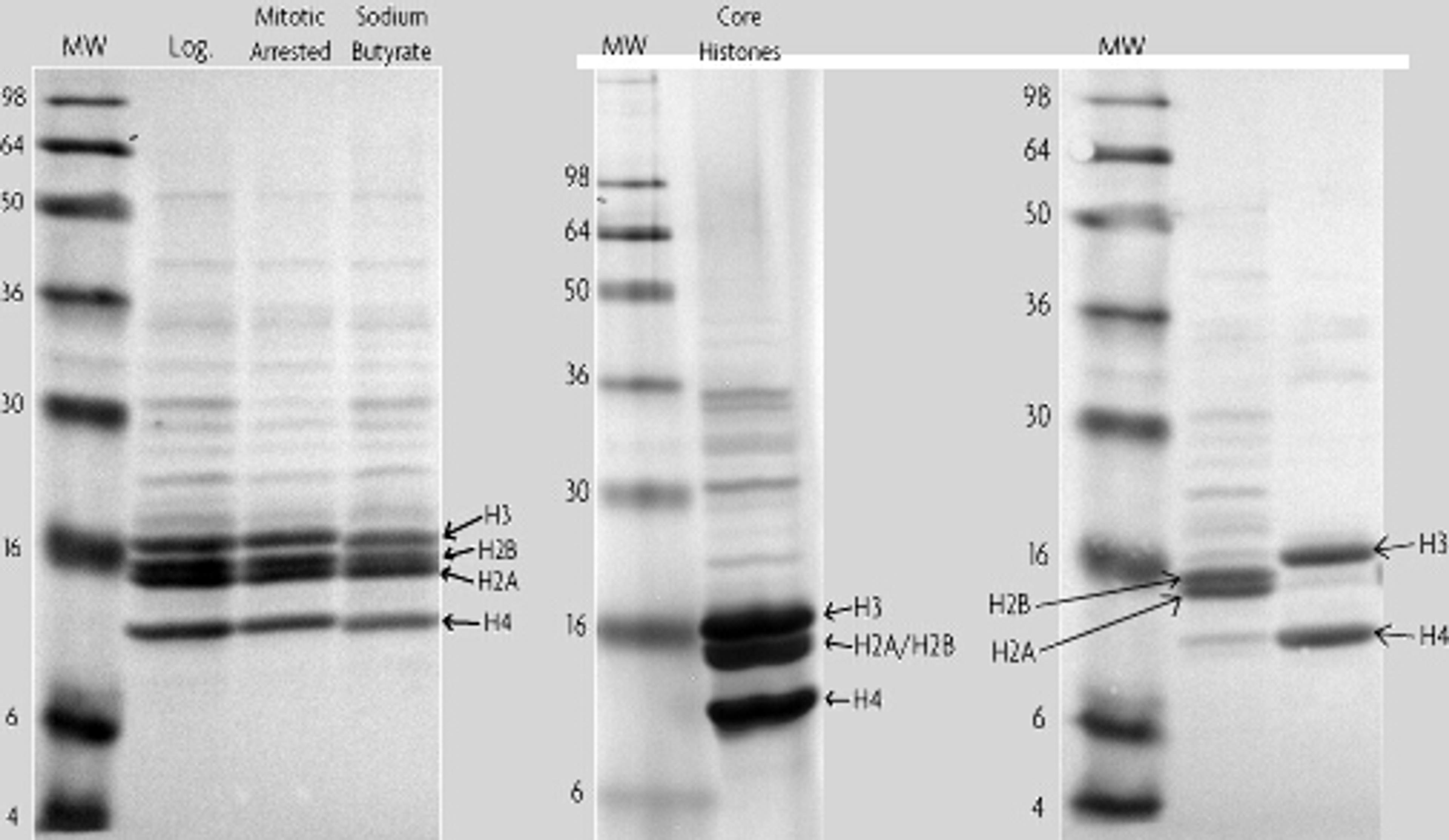 Histone Purification Kit - Active Motif - Life Sciences