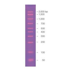 AmpliSize Molecular Ruler - Bio-Rad - Life Sciences