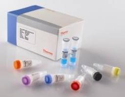 Thermo Scientific Verso 1-step qRT-PCR SYBR Green Kits - Thermo Fisher Scientific - Life Sciences