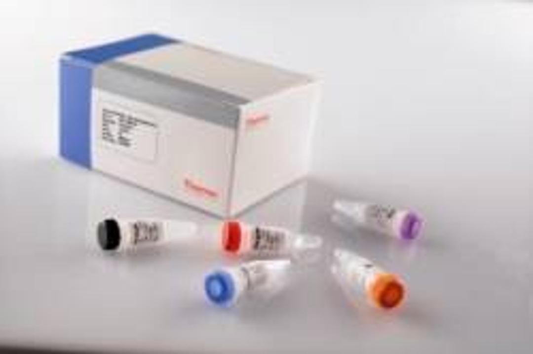 Thermo Scientific Verso cDNA Synthesis Kits - Thermo Fisher Scientific - Life Sciences