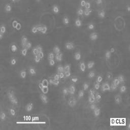 U937 - Cell Lines Service GmbH - Life Sciences