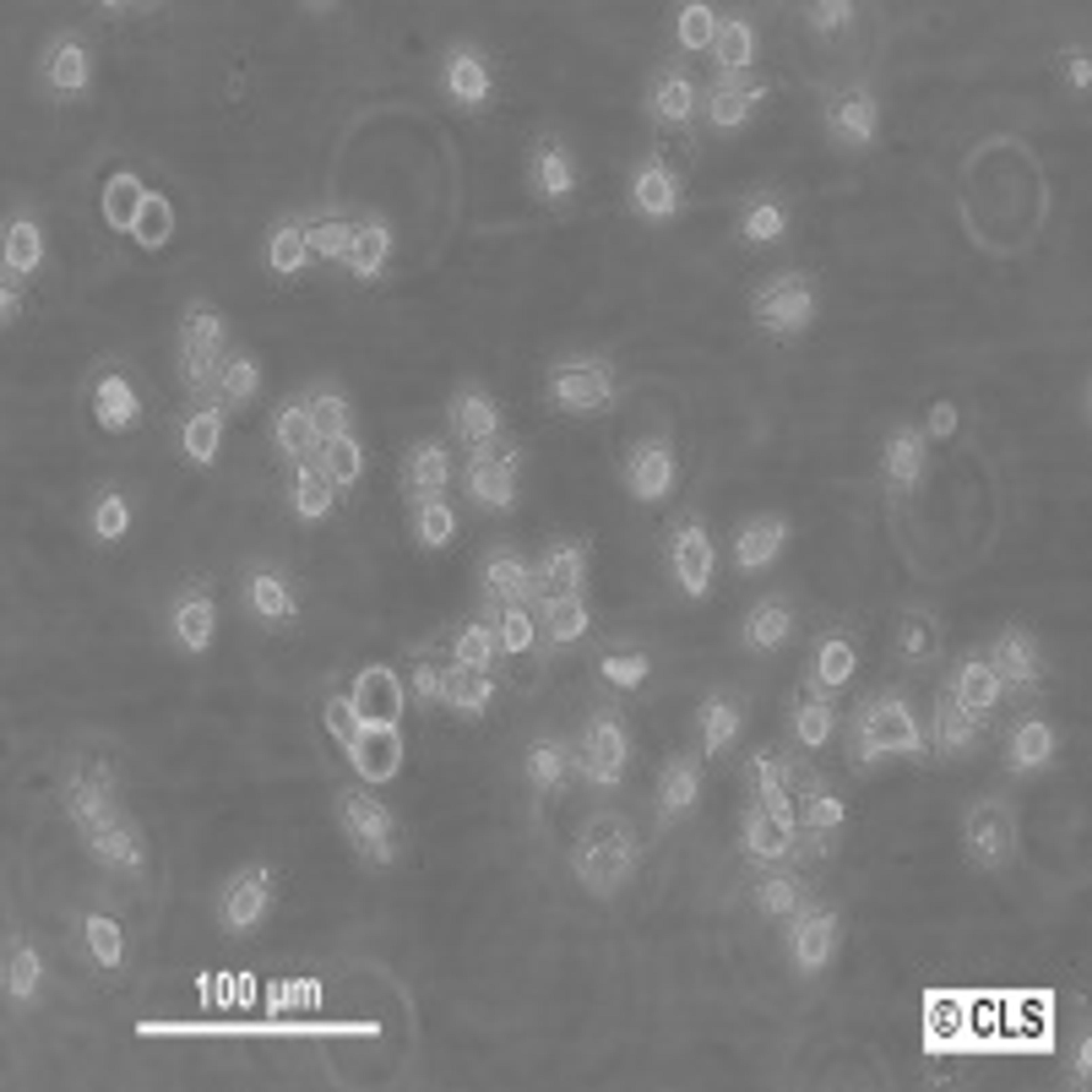 U937 - Cell Lines Service GmbH - Life Sciences