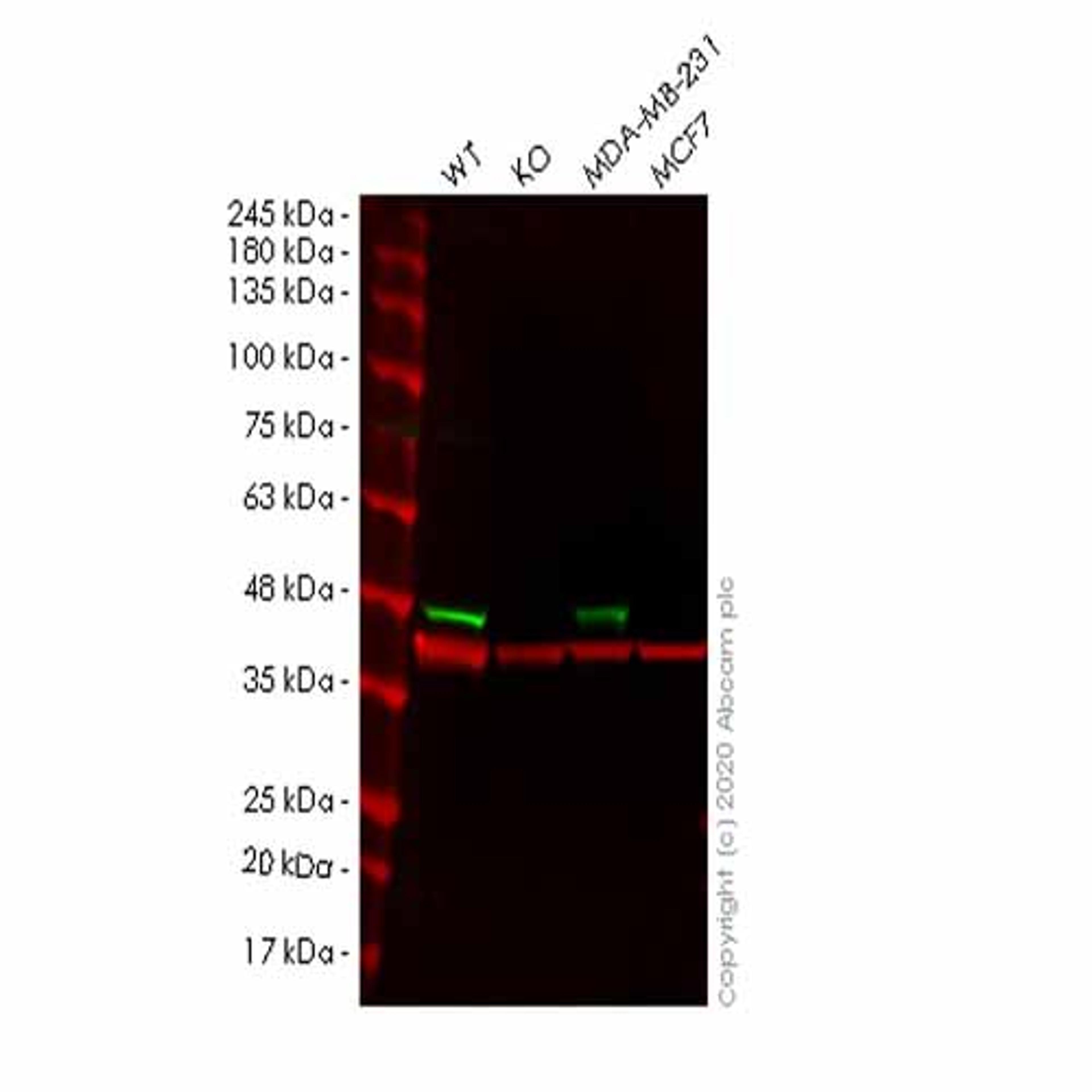 Human CYR61 (CCN1) knockout HeLa cell line - Abcam plc - Life Sciences