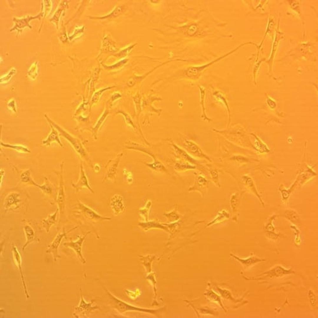 3T3-J2 Cell Line - Kerafast - Life Sciences