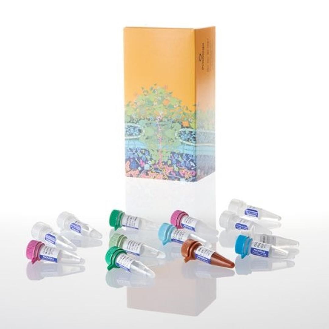 GoTaq® Probe 2-Step RT-qPCR System - Promega Corp. - Life Sciences