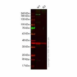 Human SCRIB (SCRIBBLE) knockout HeLa cell line - Abcam plc - Life Sciences