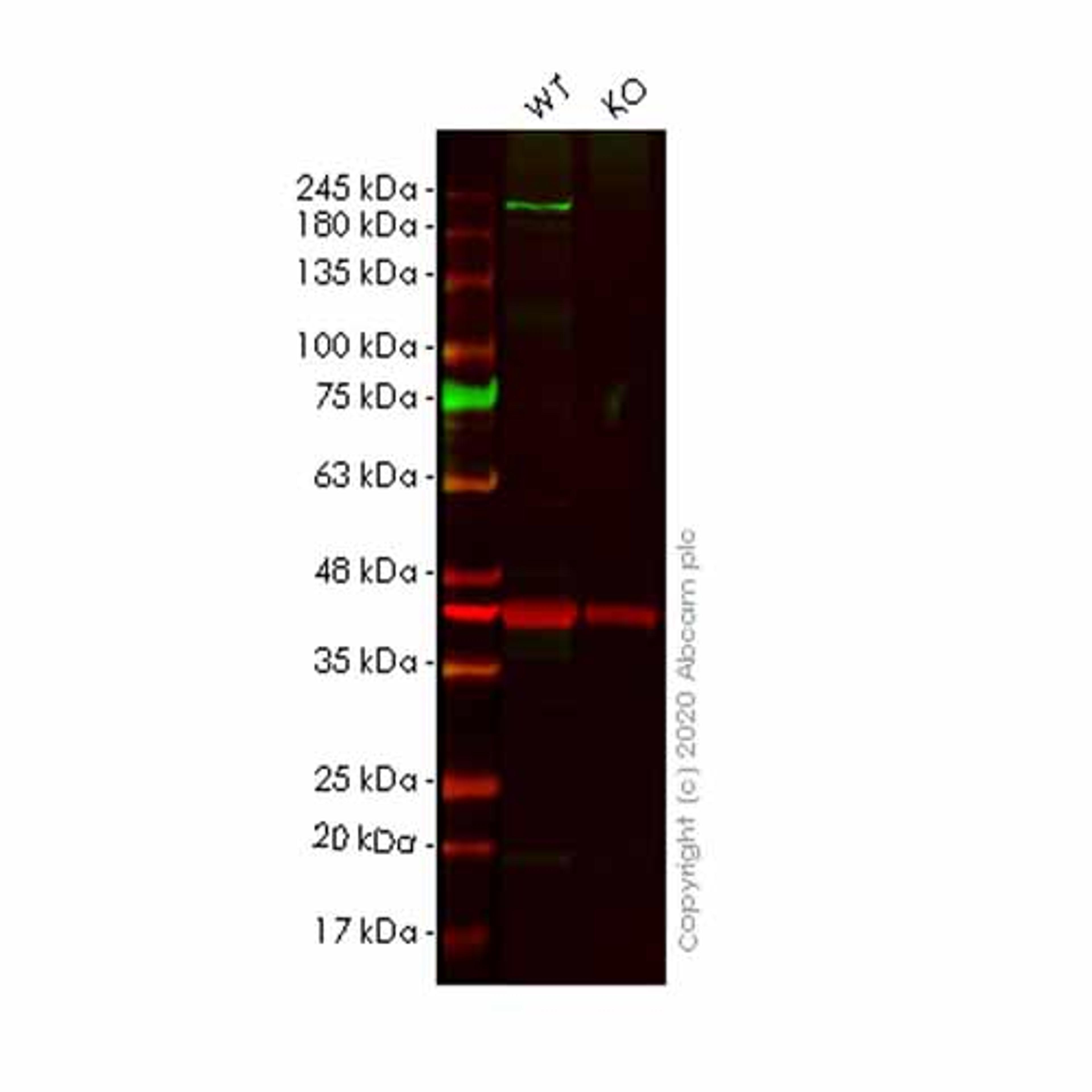 Human SCRIB (SCRIBBLE) knockout HeLa cell line - Abcam plc - Life Sciences