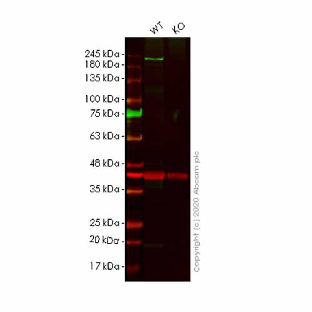 Human SCRIB (SCRIBBLE) knockout HeLa cell line - Abcam plc - Life Sciences
