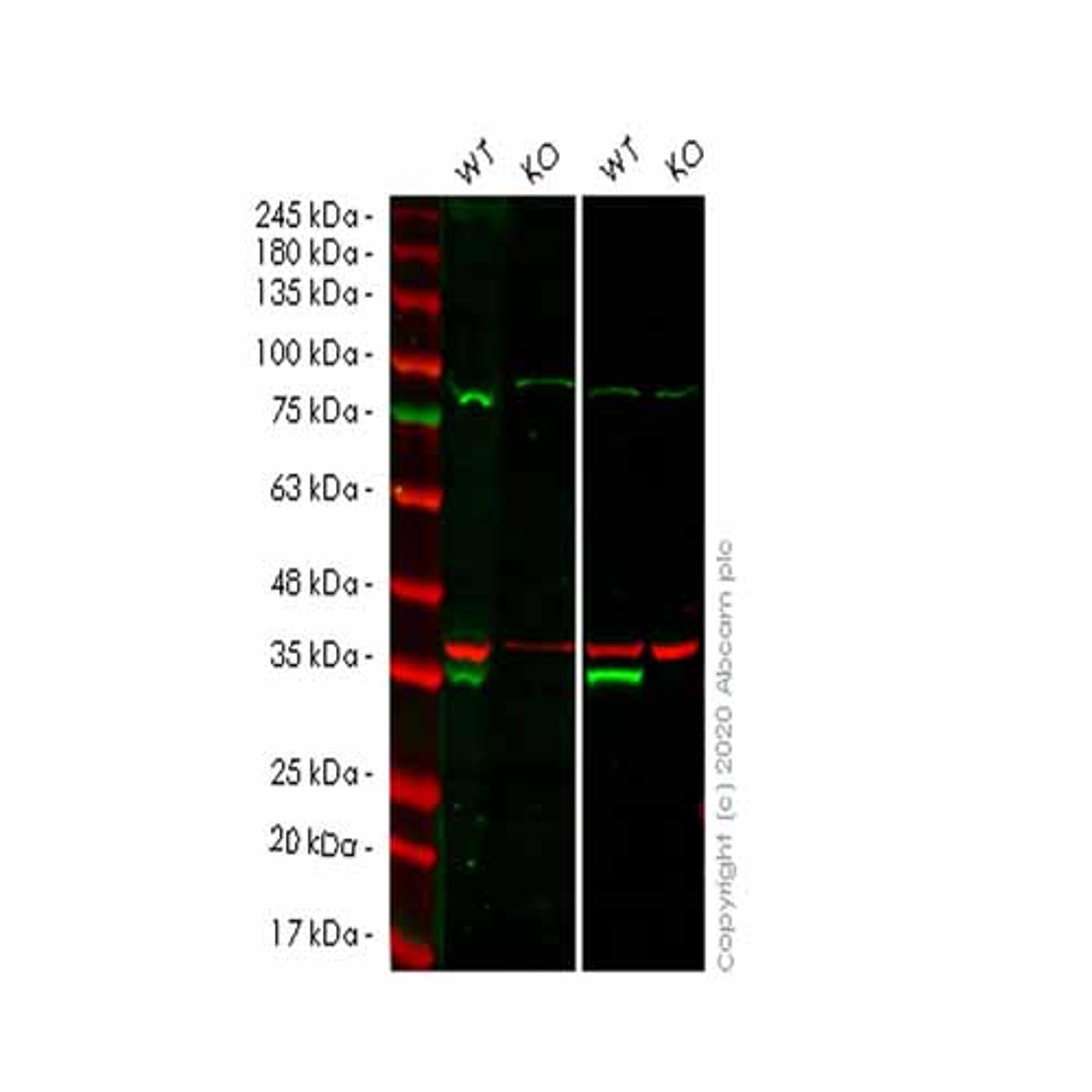 Human CCND2 (Cyclin D2) knockout HEK293T cell line - Abcam plc - Life Sciences
