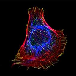 Jackson ImmunoResearch AffiniPure-VHH™ Secondaries - Jackson ImmunoResearch Laboratories Inc. - Life Sciences